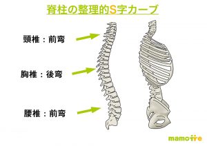 脊椎の弯曲